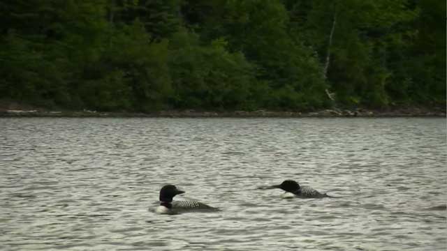 North Fowl to Mountain Lake - HD