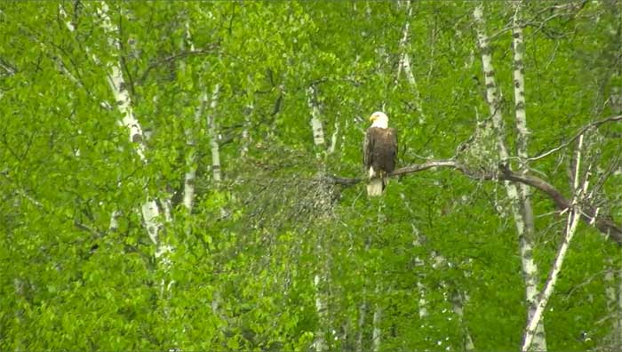 Little Indain Sioux Pauness - HD
